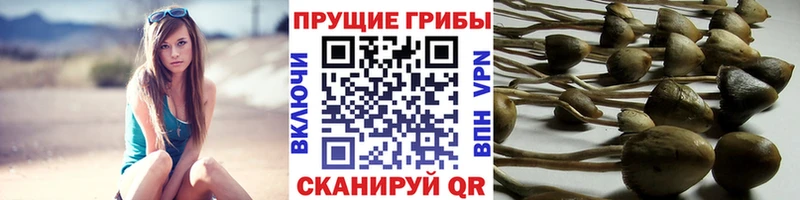 Псилоцибиновые грибы Magic Shrooms  где продают   Ангарск 